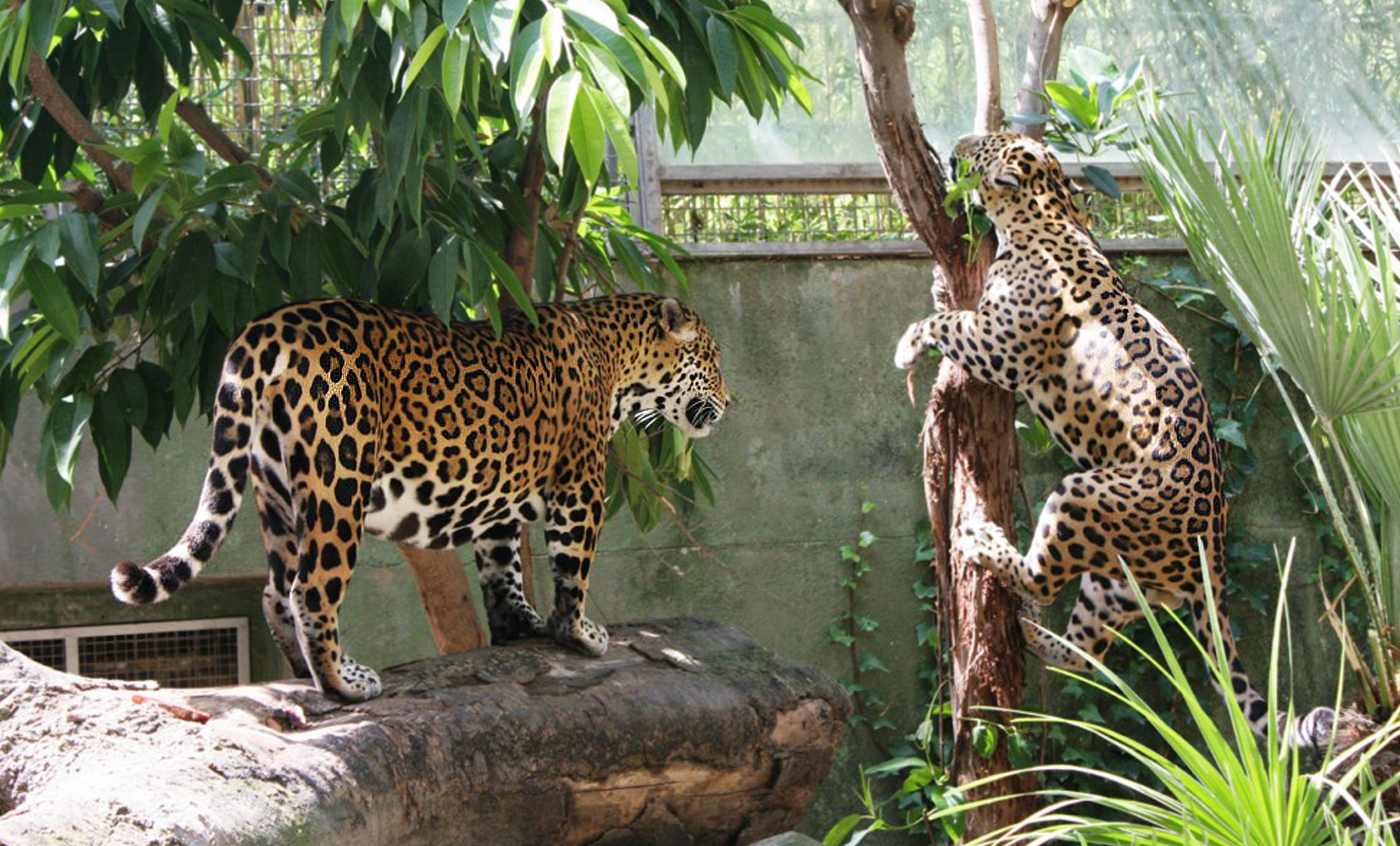 Jaguar Zoo Barcelona
